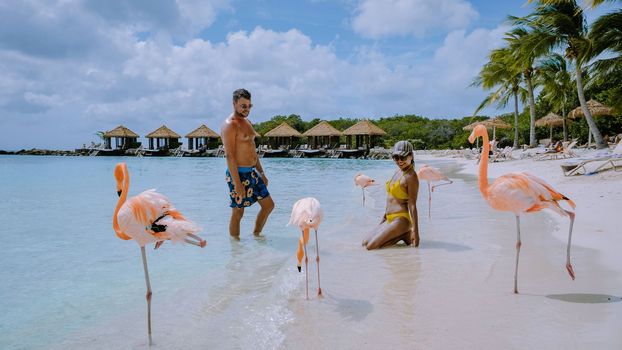 Aruba beach with pink flamingos at the beach, flamingo at the beach in Aruba Island Caribbean. A colorful flamingo at the beachfront, a couple of men and woman on the beach mid age man and woman