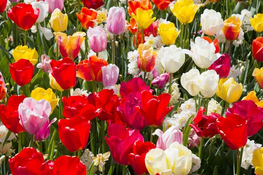 spring flower beds of blooming colorful pink purple tulips in a large park, High quality photo