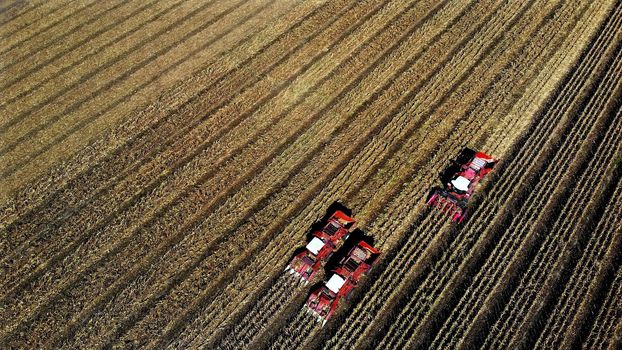 Aerial top view. three big red combine harvester machines harvesting corn field in early autumn. tractors filtering Fresh corncobs from the leaves and stalks. Aerial Agriculture. High quality photo