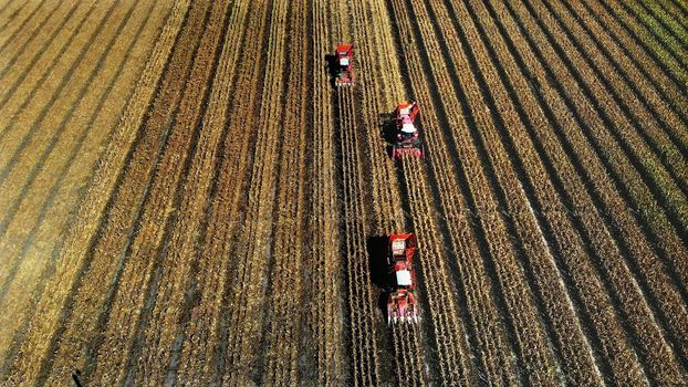 Aerial top view. three big red combine harvester machines harvesting corn field in early autumn. tractors filtering Fresh corncobs from the leaves and stalks. Aerial Agriculture. High quality photo