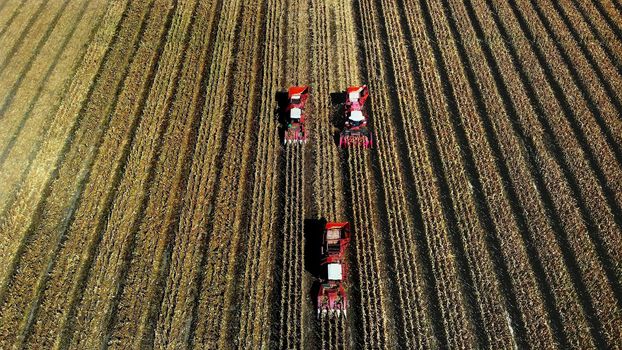 Aerial top view. three big red combine harvester machines harvesting corn field in early autumn. tractors filtering Fresh corncobs from the leaves and stalks. Aerial Agriculture. High quality photo