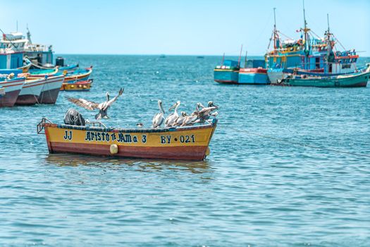 Peru - September 21, 2022: A pelican flies over the ocean near fishing boats. 