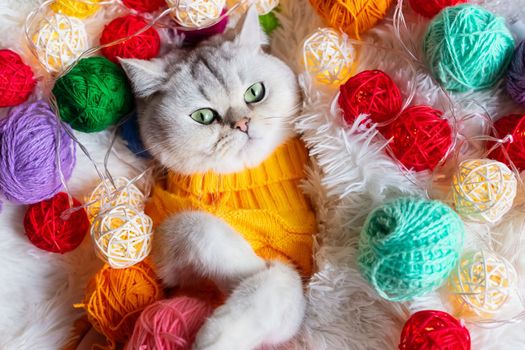 A funny white cat lies in a yellow knitted sweater, on a fluffy blanket with colorful balls of yarn. View from above. Close up.