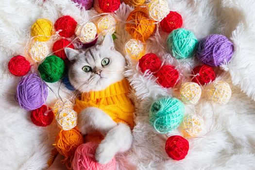 A adorble white cat lies in a yellow knitted sweater, on a fluffy blanket with colorful balls of yarn. View from above. Close up. Copy space