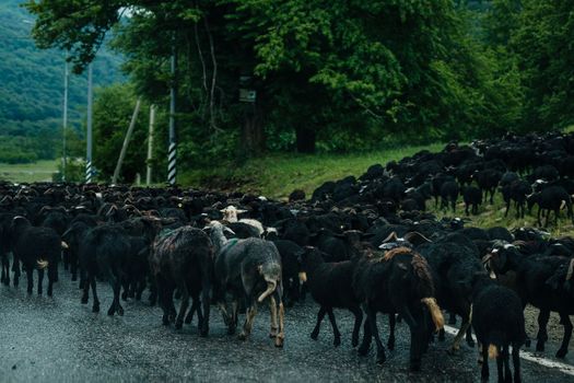 Herd of rams walking along doge photo