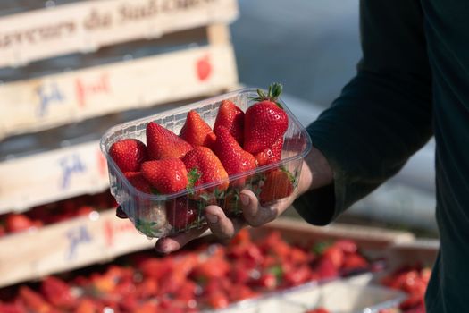 France, Gironde, May 2022: Box with ripe red strawberry while working on strawberry greenhouse field. High quality 4k footage