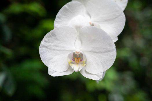 Beautiful white petals of an orchid flower on a dark background in a greenhouse. Growing orchid flowers. Empty space for text.