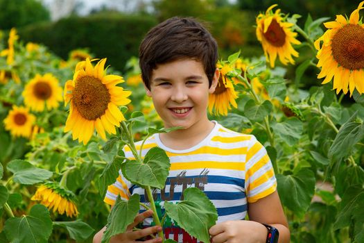 Happy boy in yellow striped t-shirt stands in sunflower flowers, in the summer, in the park