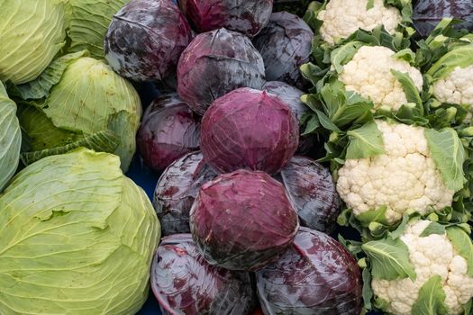 Cabbage background, Fresh cabbage from farm field, a lot of cabbage at market place 