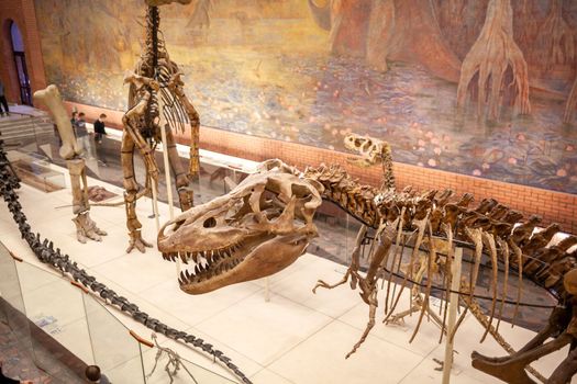20.11. 2022, Moscow, Russia, Yu.A. Orlov Paleontological Museum, Tricerapers Dinosaur Skeleton. Tyrannosaurus rex skull, Giant Dinosaur. T-rex skeleton