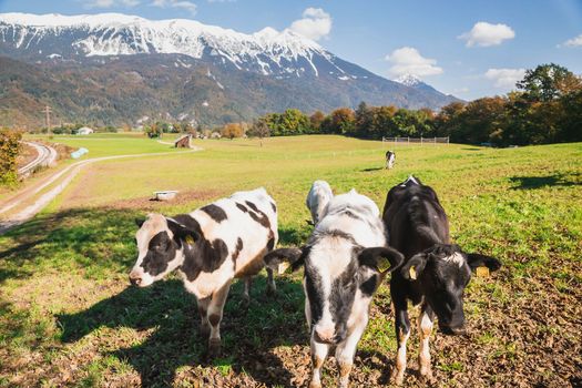 cows graze in a pasture at the foot of the Alps.