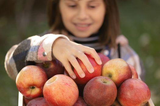 A girl's hands take a red apple at the store. Fresh juicy bright apples. Women's hands take fruit in garden and hold. Organic fruit in hands in garden. Red freshly picked apples in the wooden box