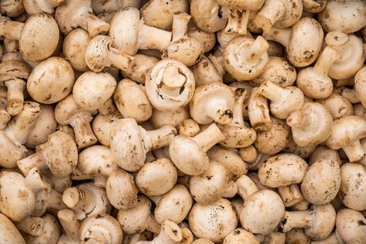 A top view of a pile of fresh and tasty mushrooms. High quality photo