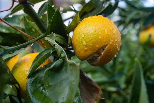 oranges on tree branches in an orange garden with water drops