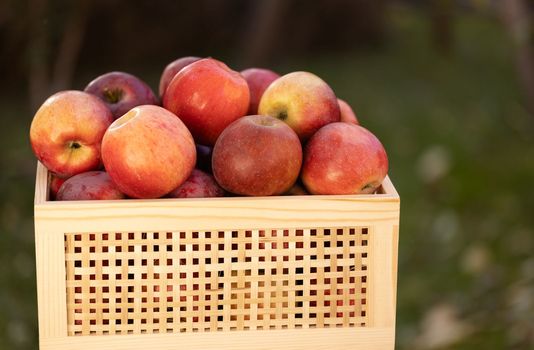 Fresh harvested Apples in wooden box. Drawer with harvest of organic apples in the garden. Harvesting fruit in early autumn. Autumn background of natural products in the garden.