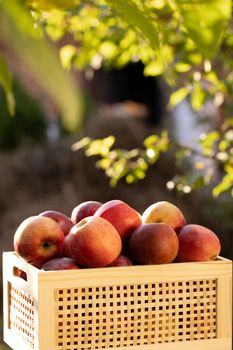 Apples in a wooden box at sunset. Wooden box full of fresh apples. Juicy apples with green leaves in wooden crate. Autumn and harvest concept.