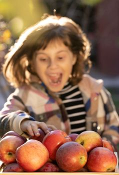 Portrait of Gardener Child Girl Hands Pick Fresh Apples From Wooden Drawer. Apples in the Apple Harvest. Sorting of Apples. Harvesting Fruit in Garden at Autumn. Template for Advertising.