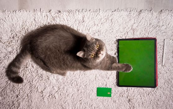 pet playing game on tablet with green screen, cat sitting on table next a tablet, copy space or mockup, online shopping for pets, High quality photo