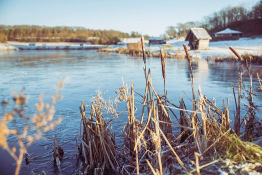 Reed on a winter lake in Denmark .