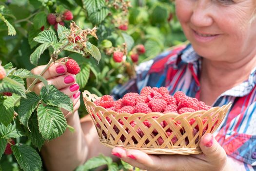 middle-aged blonde woman picks ripe raspberries in a basket, summer harvest of berries and fruits, sweet vitamins all year round. High quality photo