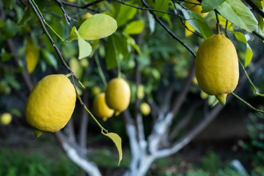 Close up of Lemons hanging from a tree in a lemon grove. High quality photo