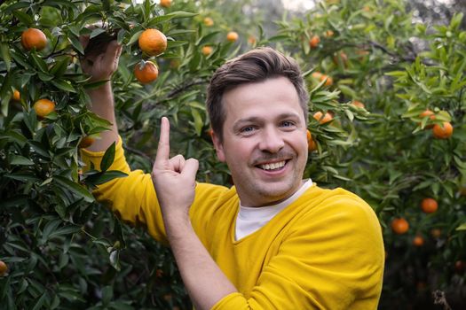 Cheerful young man harvests oranges and mandarins on citrus farm on sunny summer day. 