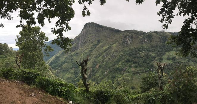 tea plantations in sri lanka. High quality photo