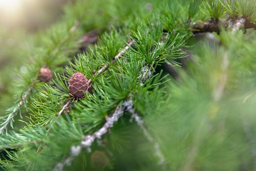 Japanese larch. Fresh green leaves of Japanese larch, Larix kaempferi in summer. Larch cones on a branch