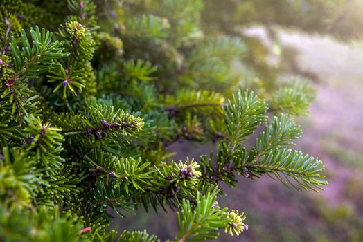 Christmas tree growing in the forest. Abies nordmanniana. Nordmann fir is one of the most important species grown for the Christmas tree