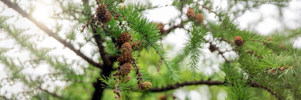 Japanese larch. Fresh green leaves of Japanese larch, Larix kaempferi in summer. Larch cones on a branch