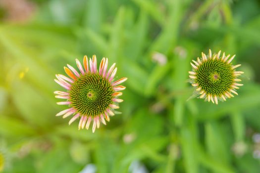 Echinacea purpurea, flowering medicinal plant, medicinal plant in a field in summer.