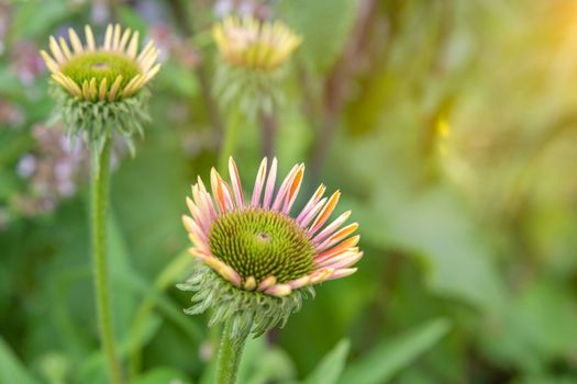 Echinacea purpurea, flowering medicinal plant, medicinal plant in a field in summer.