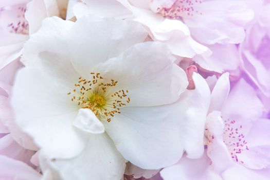 Rose flower Morden Snowbeauty. Blooming white rose. shrub group