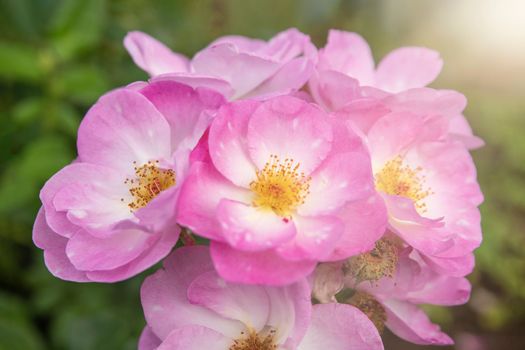 harkness rosa. Rose with small pink flat flowers with glow from the sunset.