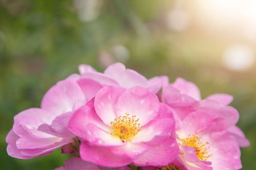 harkness rosa. Rose with small pink flat flowers with glow from the sunset.