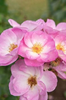 harkness rosa. Rose with small pink flat flowers with glow from the sunset.