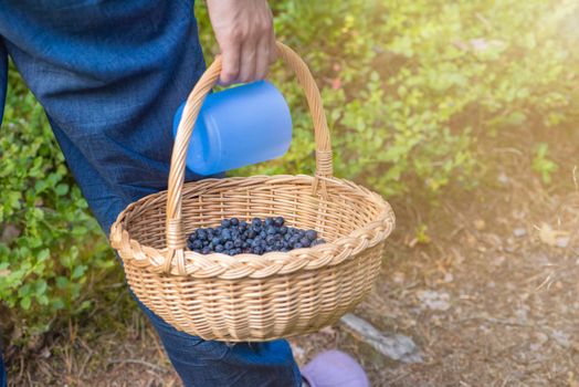 Picking blueberries. A woman walks early in the morning through the forest, picking blueberries. Basket with blueberries in hand