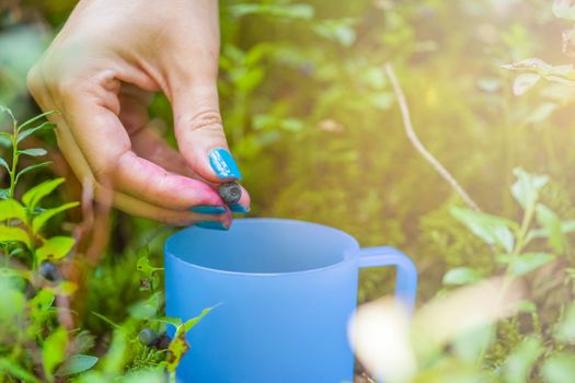 Pick blueberries. A woman gathers wild blueberries in the forest. Close-up hand picks a blueberry from a bush