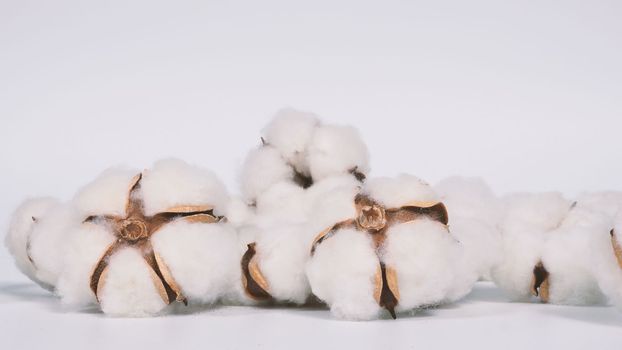 Real white color organic cotton flowers in studio shot that imported from Holland which represent nature pureness fluffy and softness and gentle to skin and show texture that suitable for t-shirt or pants in textile industry