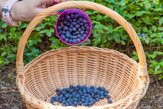 Blueberry picking season. Basket with ripe blueberries in the forest. A mug full of ripe juicy wild blueberries as a concept for picking summer berries in the forest.