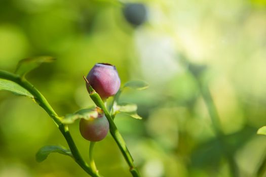 Wild blueberries on a bush in the forest, close-up. Green blueberry bush with berries and green leaves of a blueberry bush