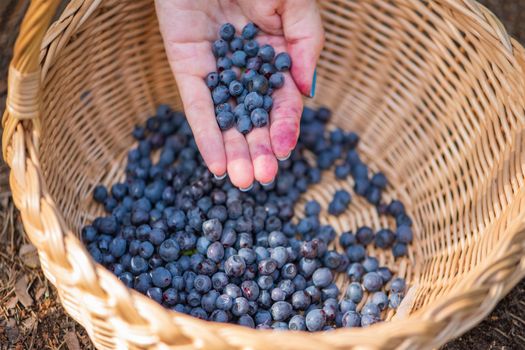 Basket with blueberries close-up. Berry picking season. Collect blueberries in a basket.