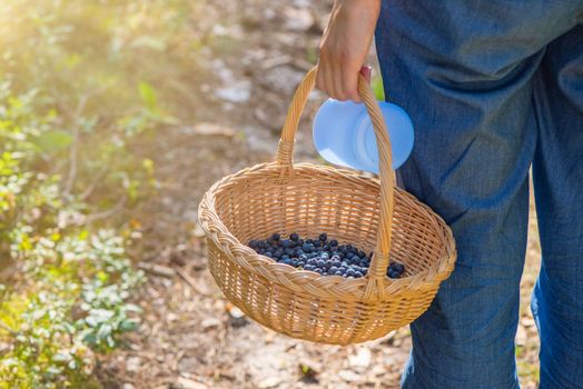 Basket with blueberries close-up. Berry picking season. Collect blueberries in a basket.