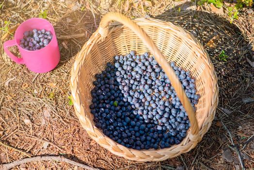 Blueberry picking season. Basket with ripe blueberries in the forest. A mug full of ripe juicy wild blueberries as a concept for picking summer berries in the forest.