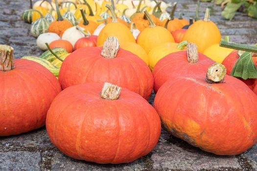 a large harvest of bright multi-colored pumpkins in the garden autumn harvest of fruits and vegetables. High quality photo