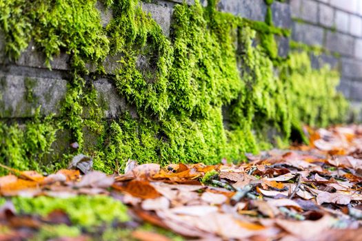 the background is green moss on a stone wall and yellow fallen leaves. Dry fallen leaves and overgrown green moss on an old brick wall in autumn.