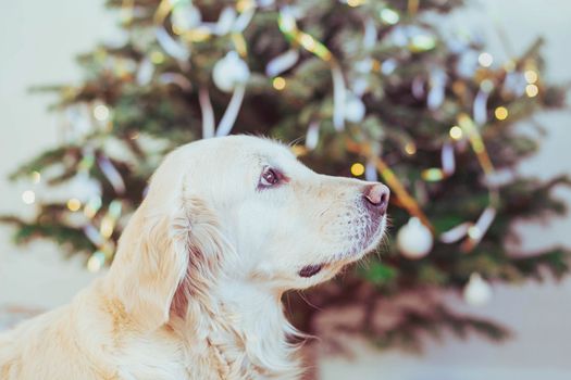 Charming golden retriever near the Christmas tree.