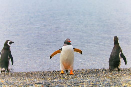 Cute Gentoo Penguins in Tierra Del fuego, Ushuaia, Argentina South America