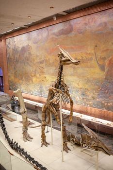 20.11. 2022, Moscow, Russia, Yu.A. Orlov Paleontological Museum, Tricerapers Dinosaur Skeleton. Tyrannosaurus rex skull, Giant Dinosaur. T-rex skeleton