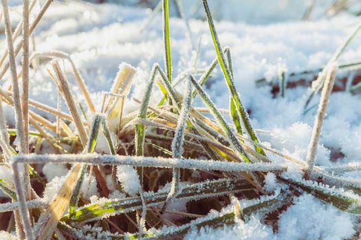 Frost covered grass at dawn in Denmark.